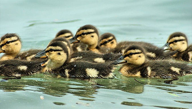 Ducklings swimming together