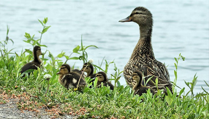 A mother duck and her ducklings on the grassy bank