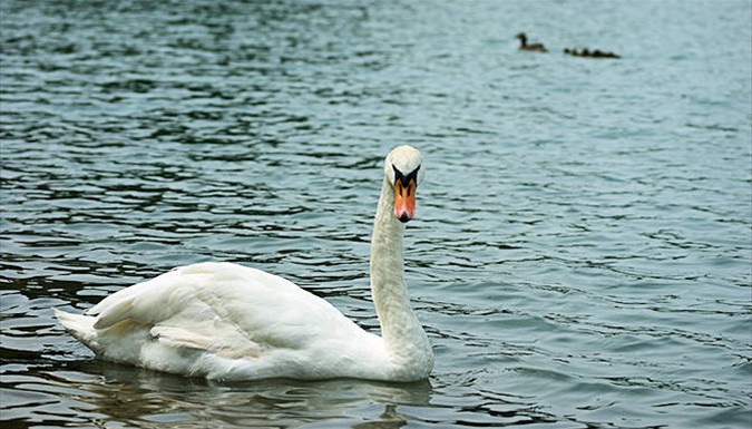 A white swan swimming on Ethel Springs Lake